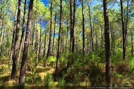 forêt de pin de Landes