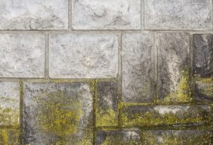 verdissure sur mur en pierre